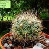 39a _Coryphantha_ ramillosa _ssp.ramillosa 'margarethae' 01